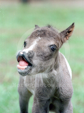 foal116