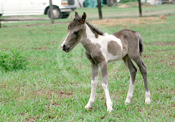 foal118