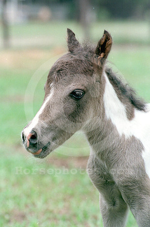 foal117