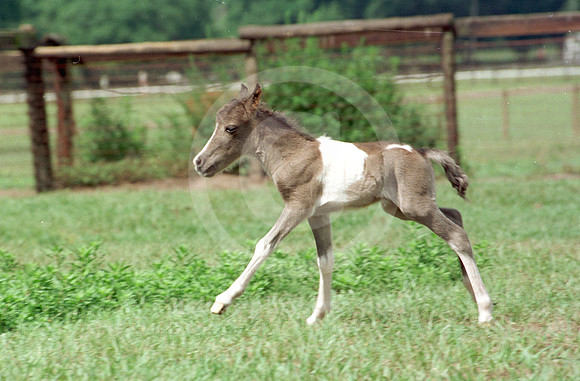 foal119