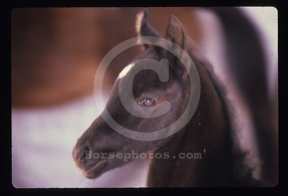 foal120._hr