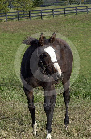 foal121