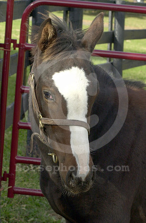 foal122