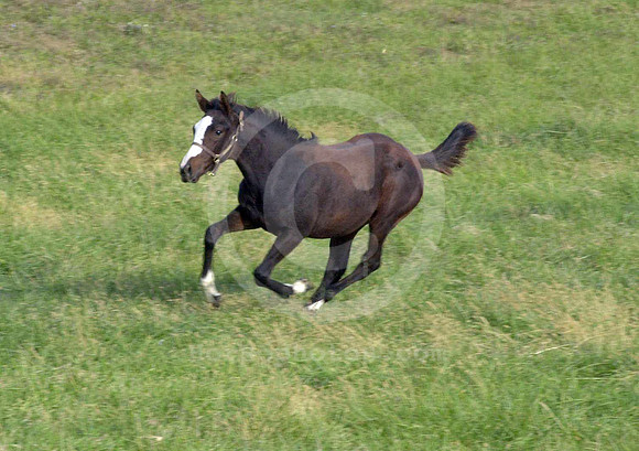 foal123