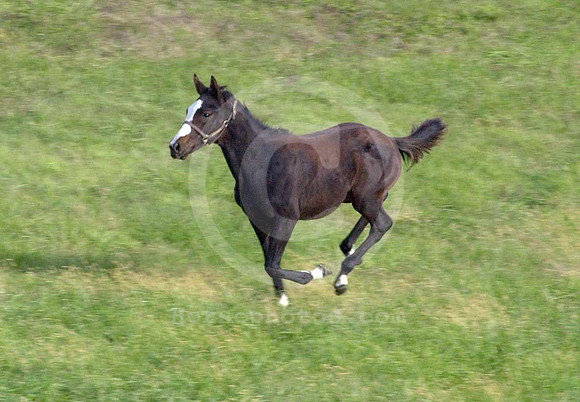 foal124
