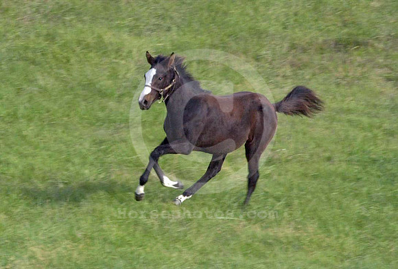 foal125