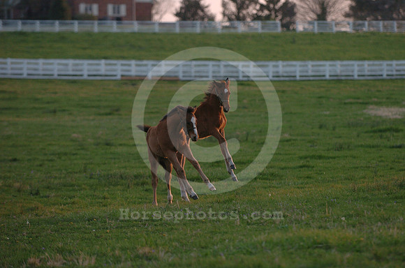 foal126