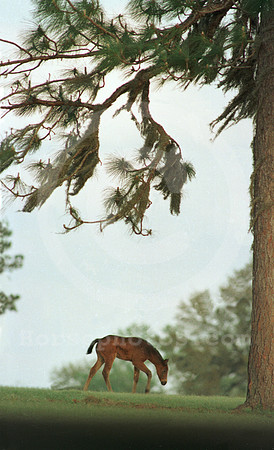 foal127