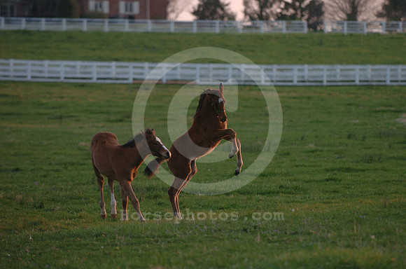 foal128