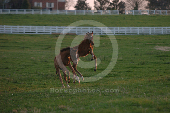 foal129