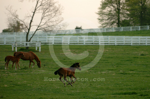 foal130