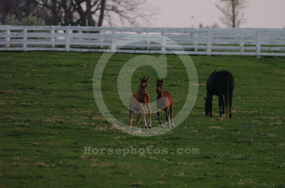 foal131