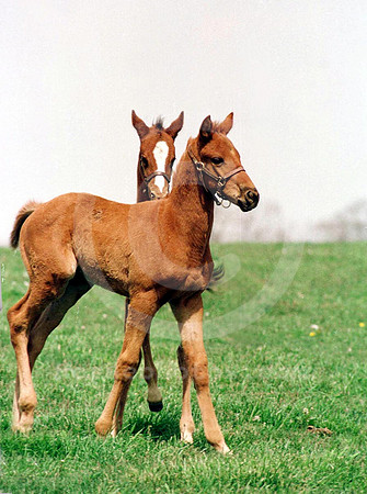foal132