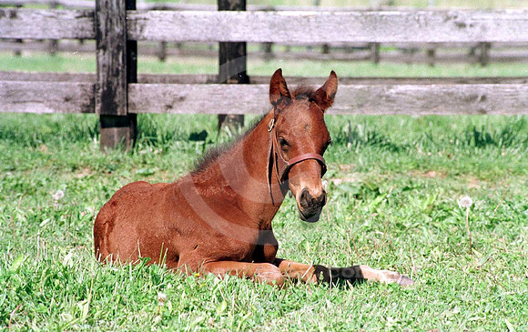 foal133