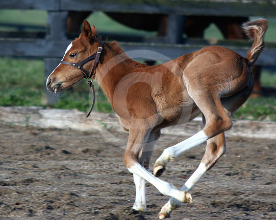 foal134