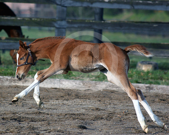 foal136