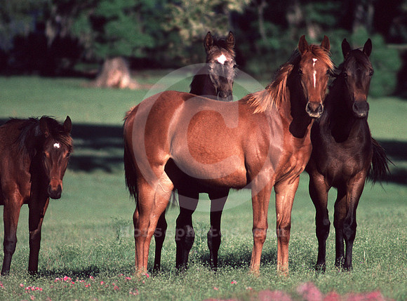 foal138