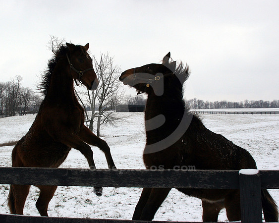 foal139