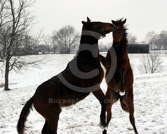 foal140