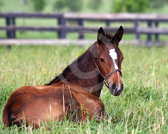 foal142