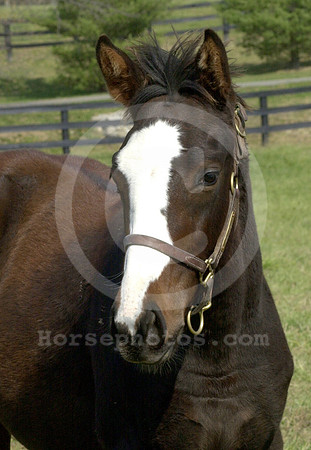 foal143