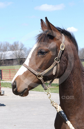 foal144