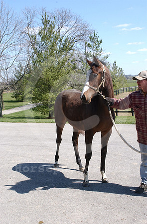 foal145