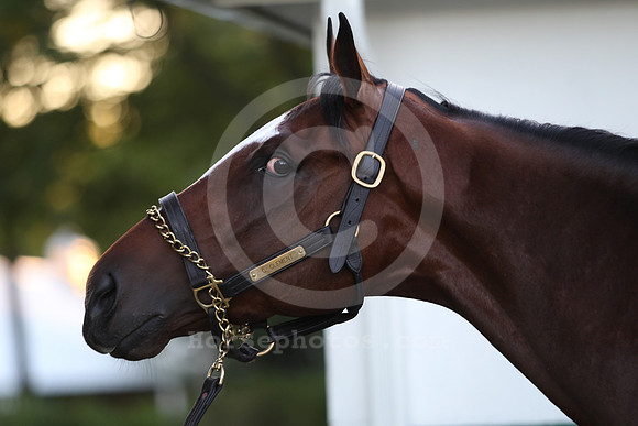 tonalist18_dk