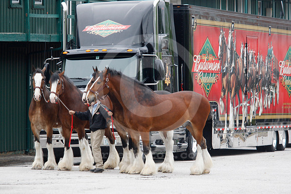 clydesdales04_ljp