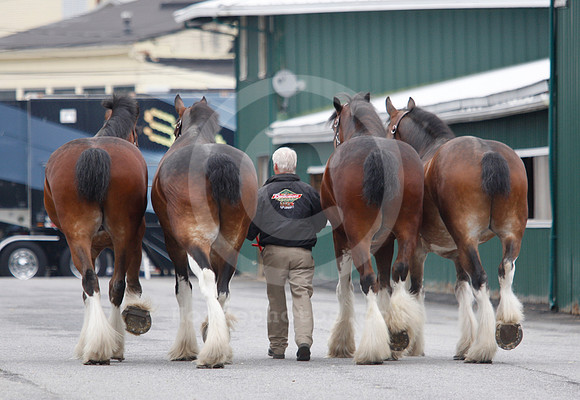 clydesdales05_ljp