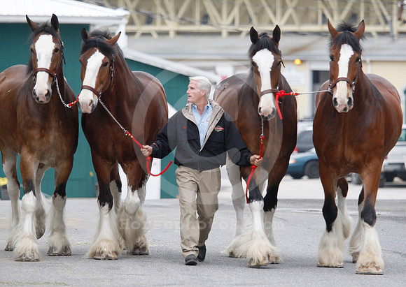 clydesdales06_ljp