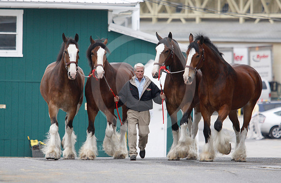 clydesdales07_ljp