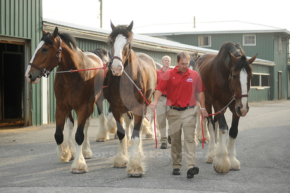 clydesdales09_hr
