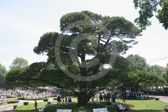 belmontpaddock11_cp