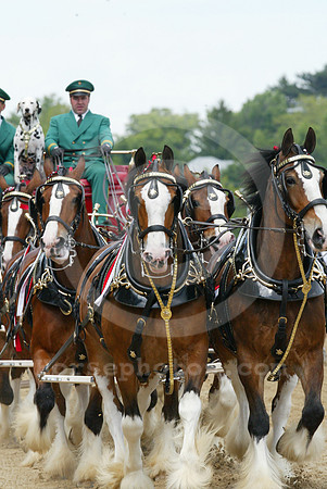 clydesdales01_br