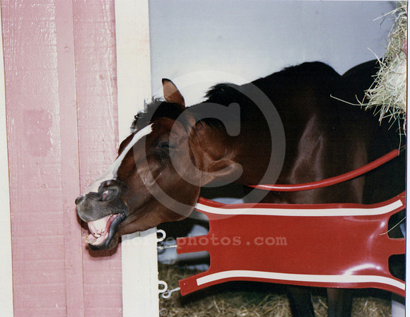 unbridled04