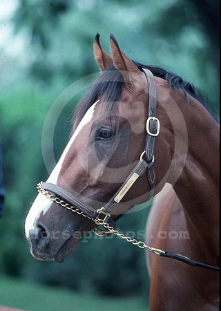 unbridled01