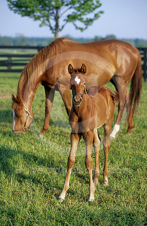 mareandfoal009
