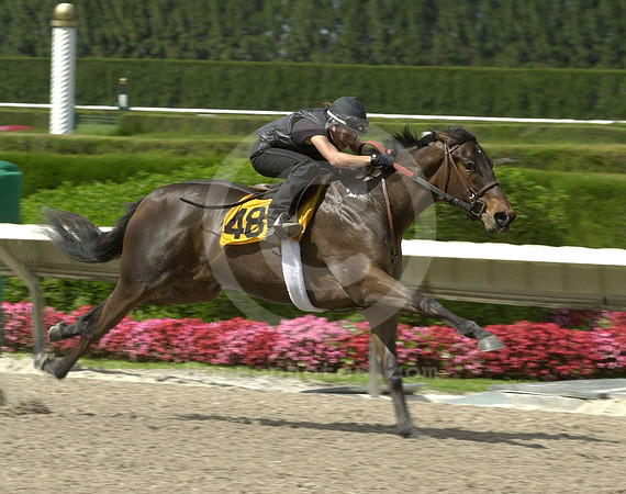 hip#48-300
