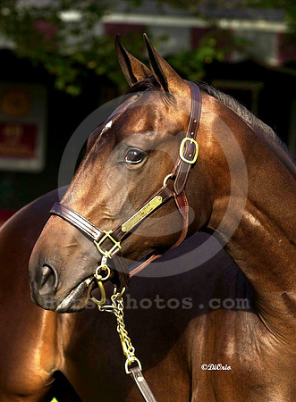 saratoga00hip.183head