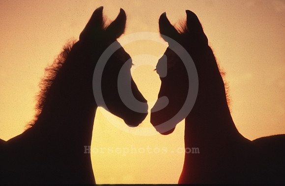 foals_silhouette001