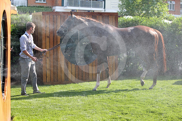 royalascot84_fs