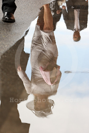 ascot_rain15_fs