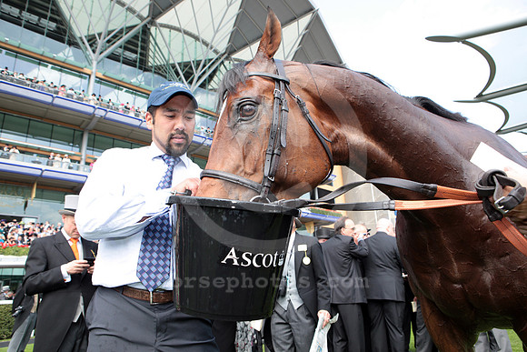 ascot_horsedrinking01_fs