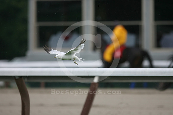 saratoga_racetrack43_br