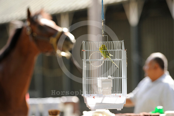 saratoga morning