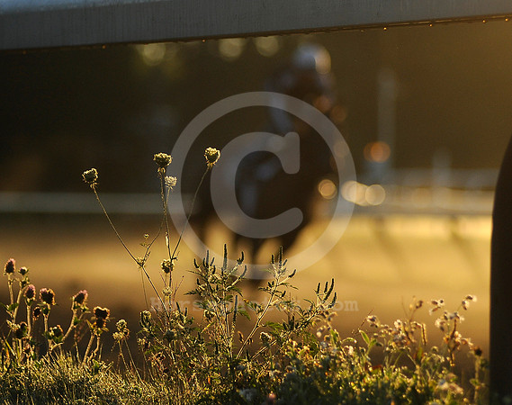 saratoga morning