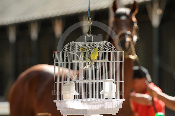 saratoga morning