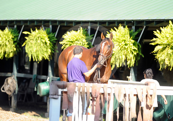 saratoga morning