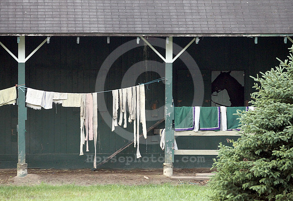saratoga morning